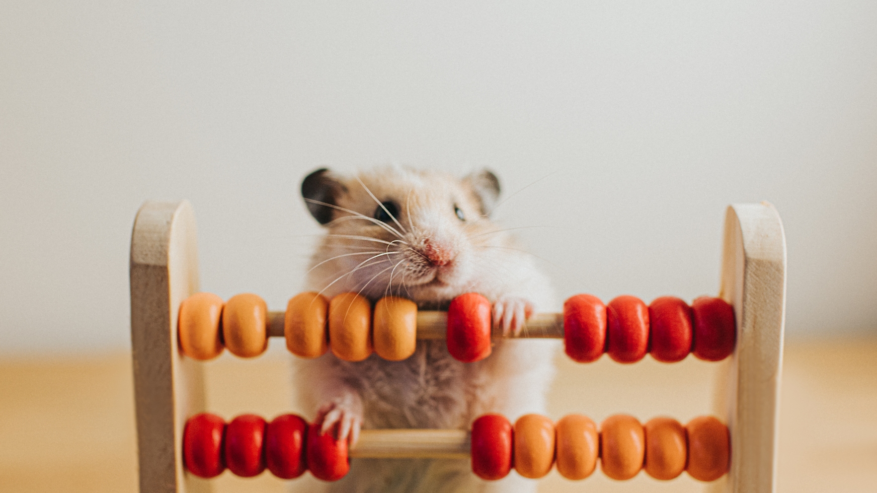 Hamster and an abacus