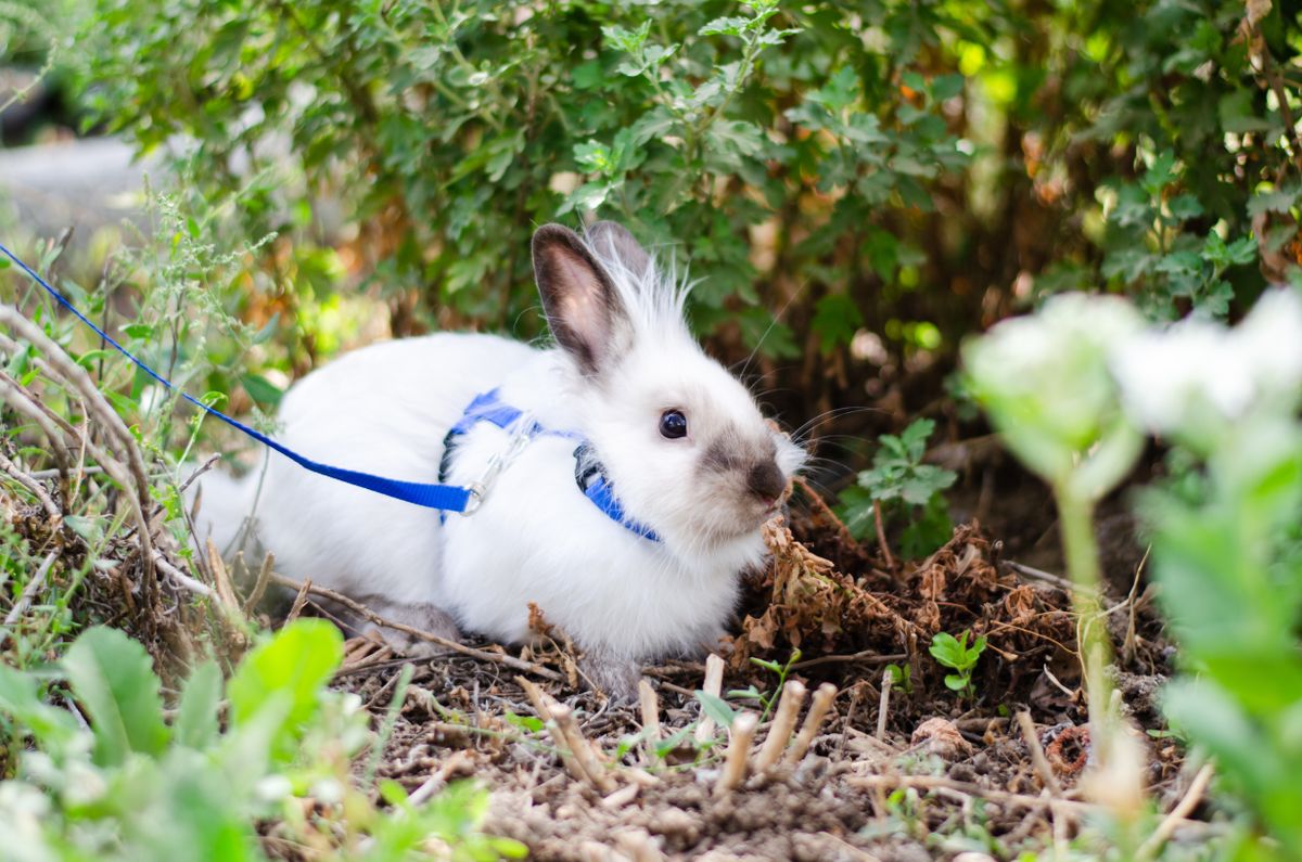 Large hot sale rabbit harness