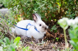 A white rabbit crouches in grass with a blue harness on.