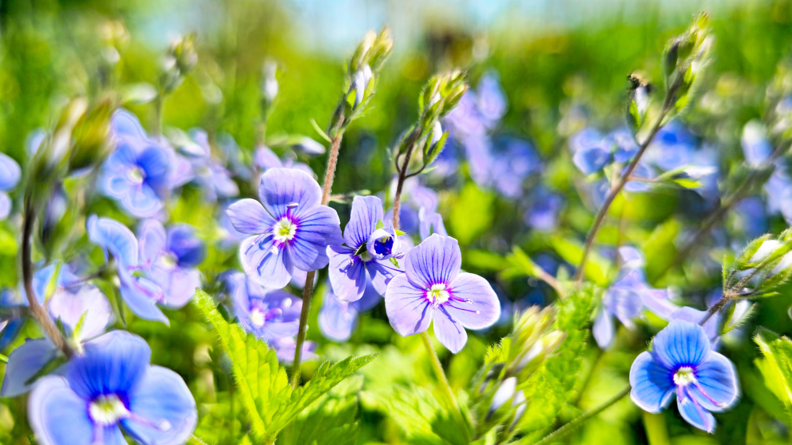blue flowers in garden border