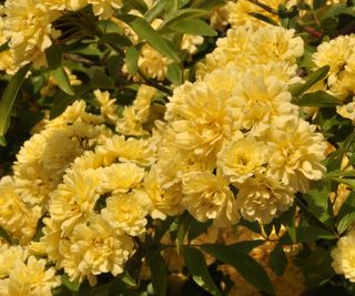 The largest specimen of Rosa 'Lady Banks' can be found in Arizona