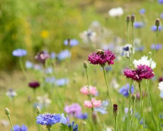 Honeybees feeding on cornflowers in a field