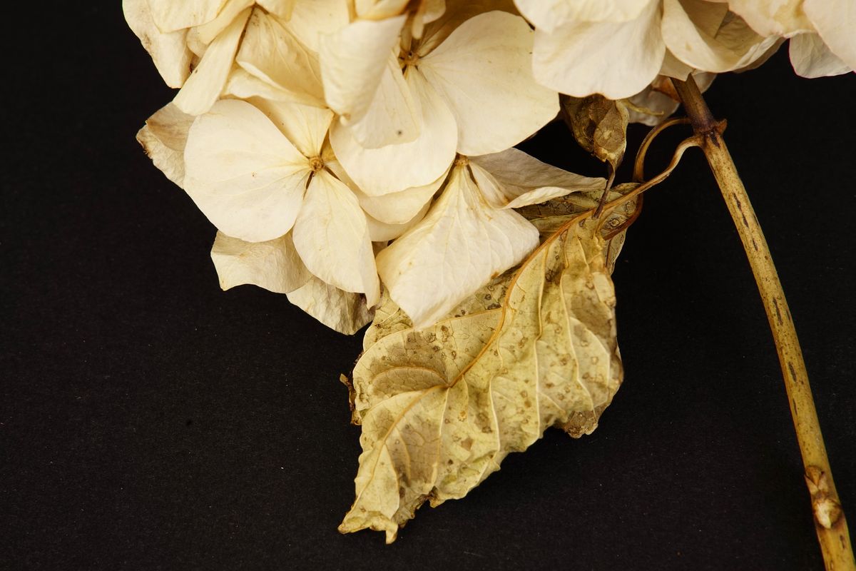 Still life of dried hydrangeas