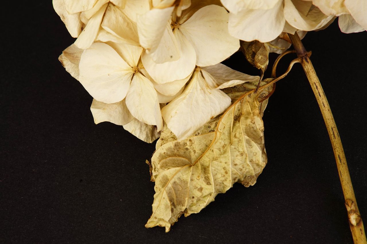 Still life of dried hydrangeas