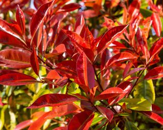 red leaves of a photinia Red Robin shrub