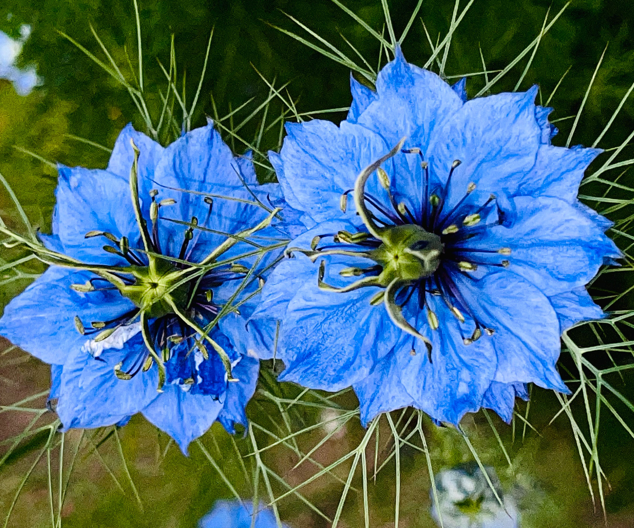 love in a mist plants with bright blue flowers