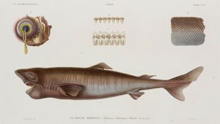 19th century sleeper shark illustration.