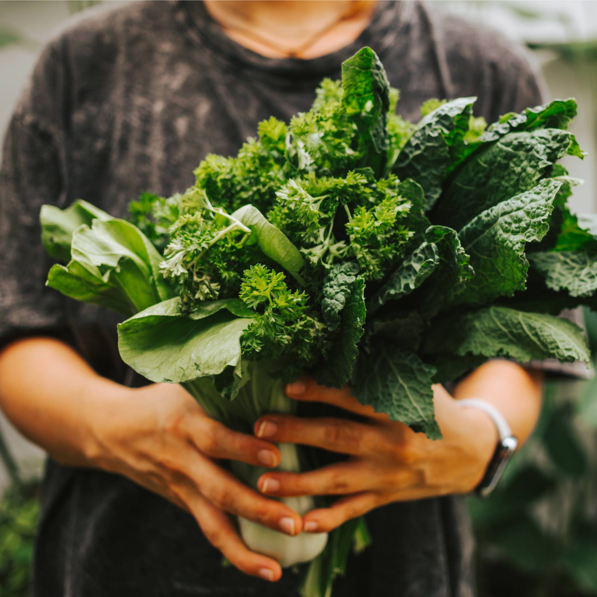 A woman's hands holding kale, parsley, and bok choy