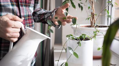 男人在给一株拖曳的室内植物浇水