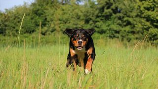 Appenzeller Sennenhund running through the grass