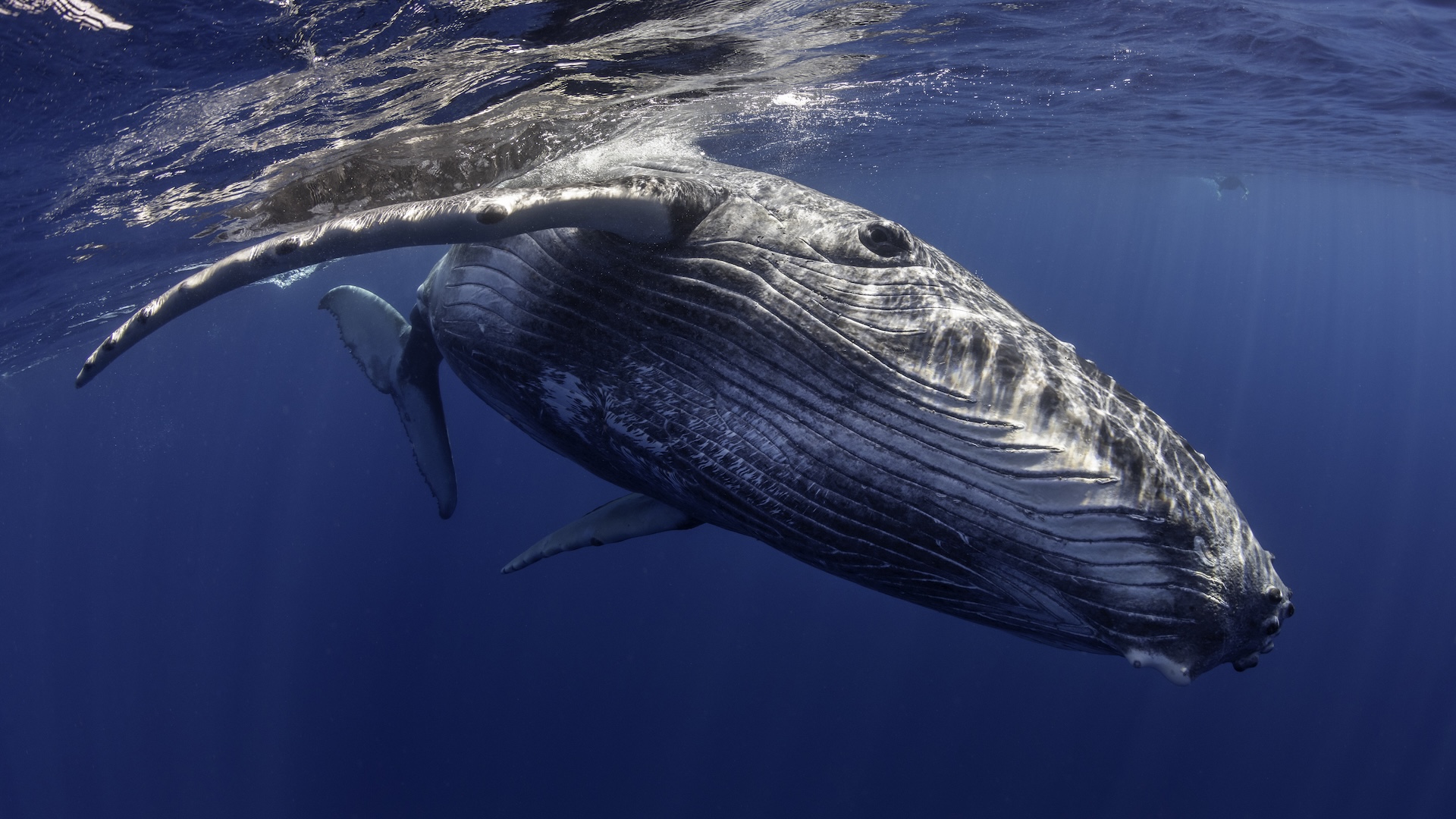 a humpback whale swims toward the camera