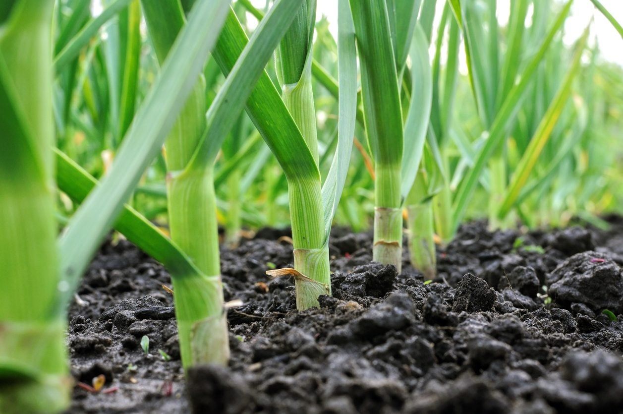 Rows Of Garlic Plants In The Garden