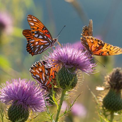 Beautiful butterflies sharing a flower in a meadow on a summer day