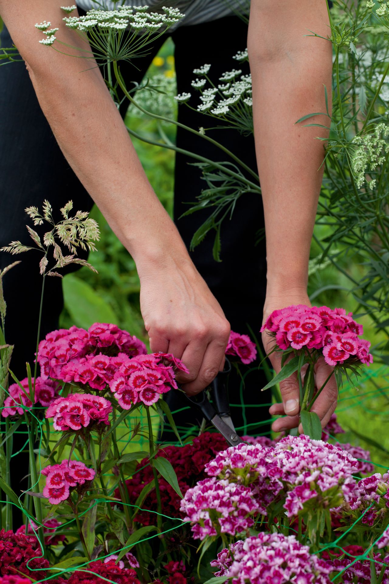 How to start a cut flower garden from the best floral picks to care