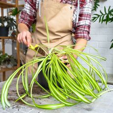 Man uses trowel to put soil in spider plant container