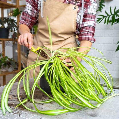 Man uses trowel to put soil in spider plant container