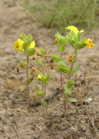 The Vandenberg monkeyflower occurs only in western Santa Barbara County, California, at lower elevations and closer to the coast, in sandy openings of coastal scrub, chaparral, and woodlands on an old dune sheet known as Burton Mesa.