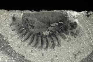 A new arthropod species discovered at the Marble Canyon outcrop.