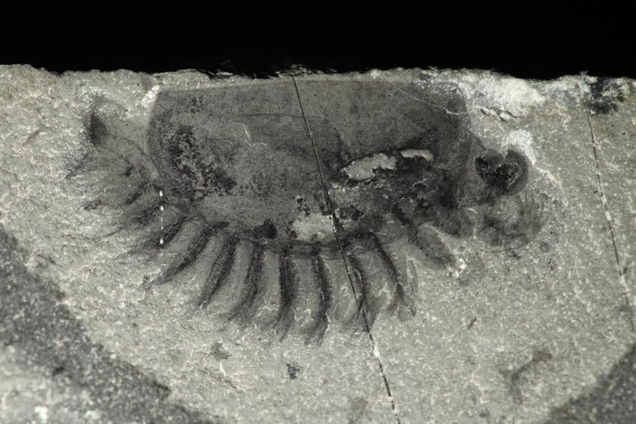 'Mother Lode' of Amazingly Preserved Fossils Discovered in Canada
