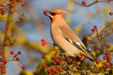 Nature’s bounty: no Michelin-starred restaurant could hold a candle to a hedge of hawthorn berries for birds such as the waxwing.