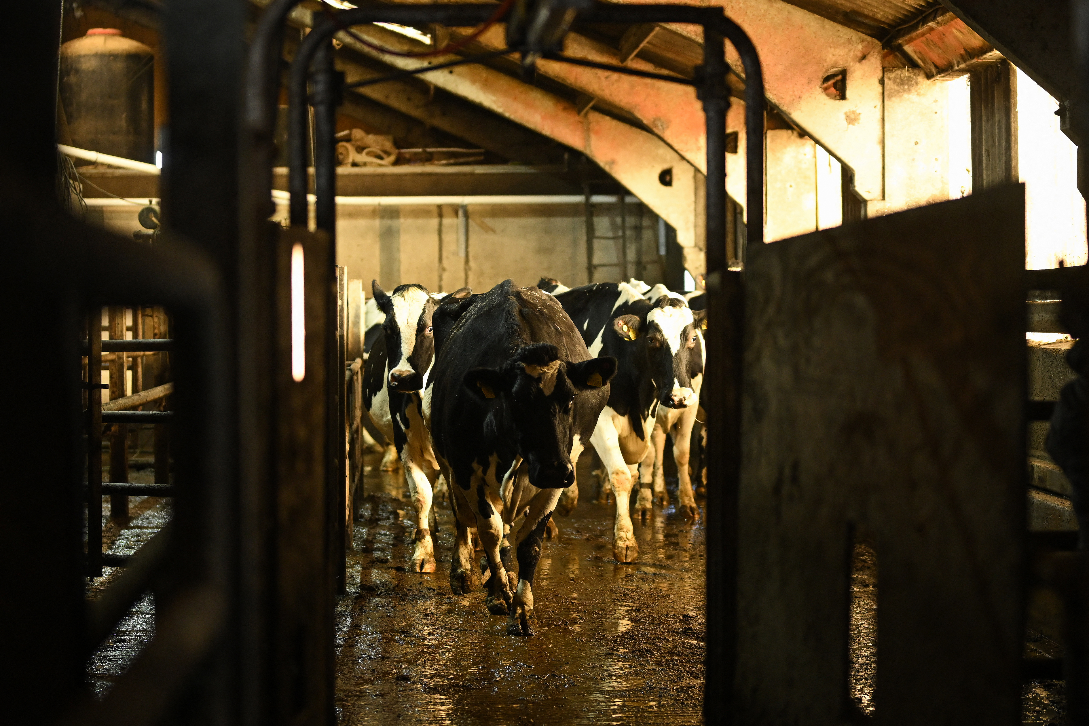 Dairy cows.
