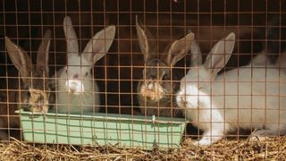 Four rabbits in a hutch