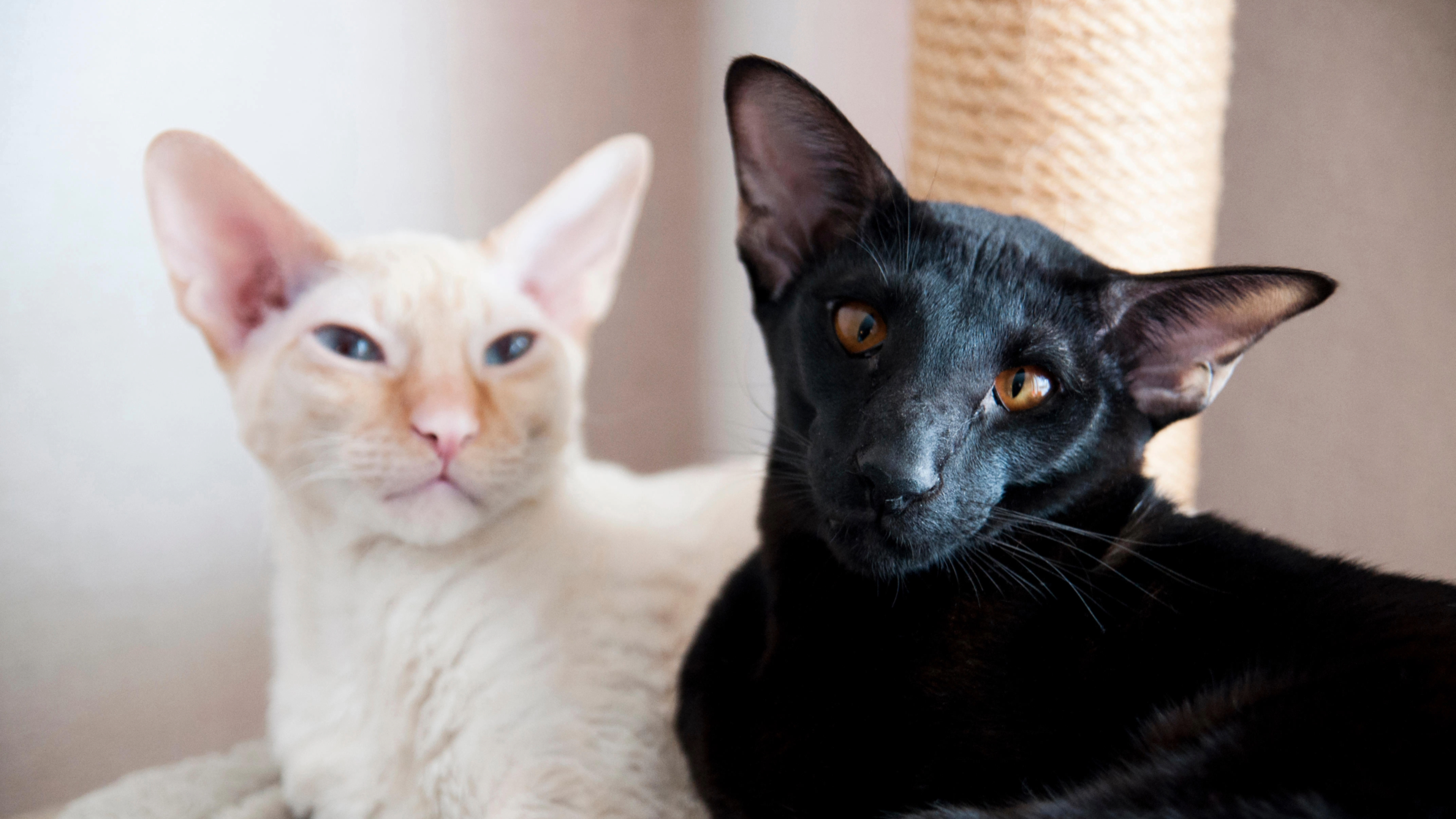 Oriental shorthair