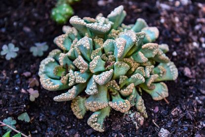 Concrete Leaf Plant In Garden