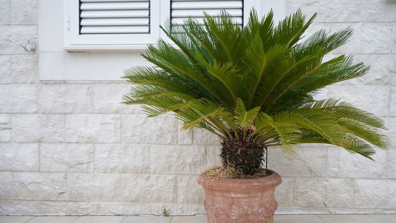 How to care for a sago palm