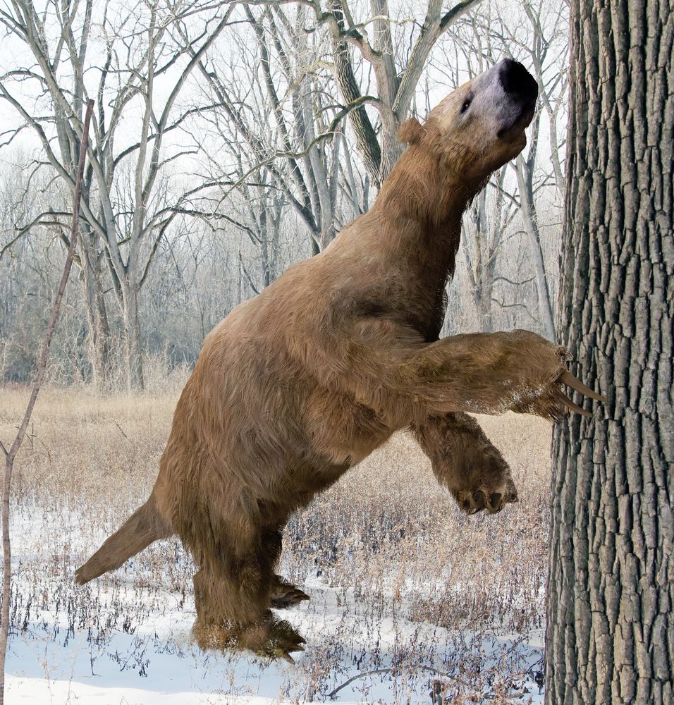 ground sloth animal