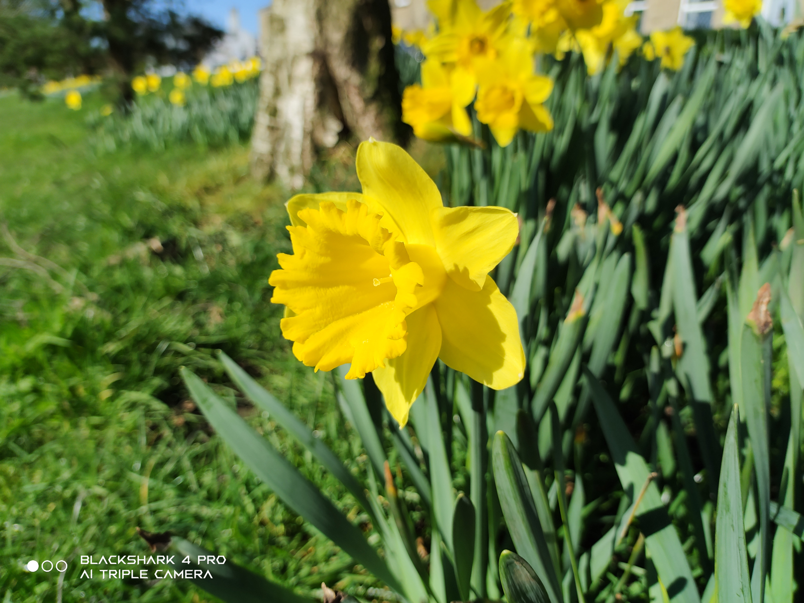 Xiaomi Black Shark 4 Pro camera sample showing a daffodil