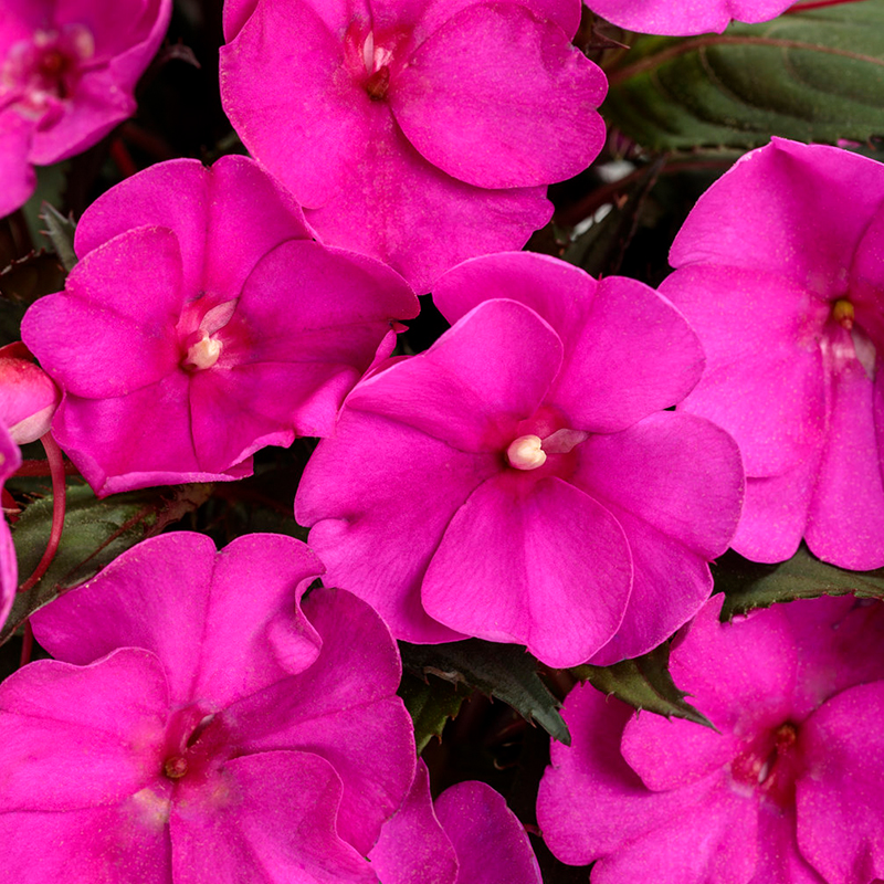 Sunpatiens&amp;reg; Compact Purple Impatiens