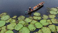 Aerial view shows a man sailing in a canoe past Victoria amazonica plants in the Sao Sebastiao riverine community in Manacapuru, Amazonas state, Brazil 