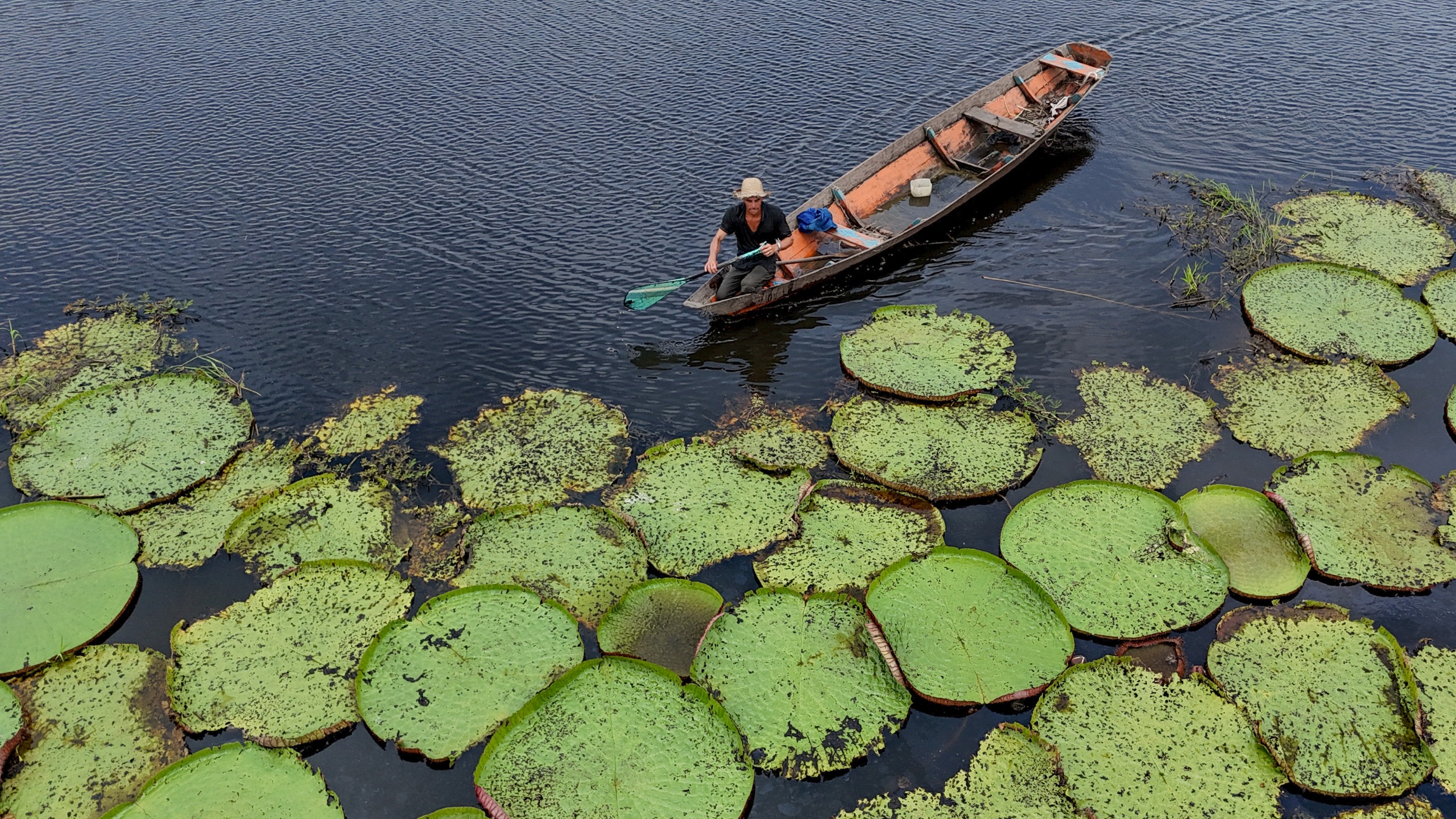 When the photo caught the eye of a Kew Gardens expert, it sparked a hunt that ended up identifying a rare giant waterlily