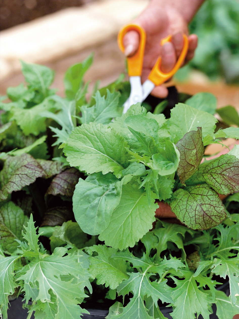Mustard leaves
