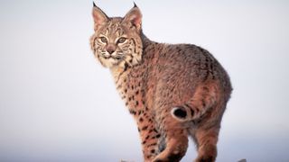 Most unusual pets - Bobcat