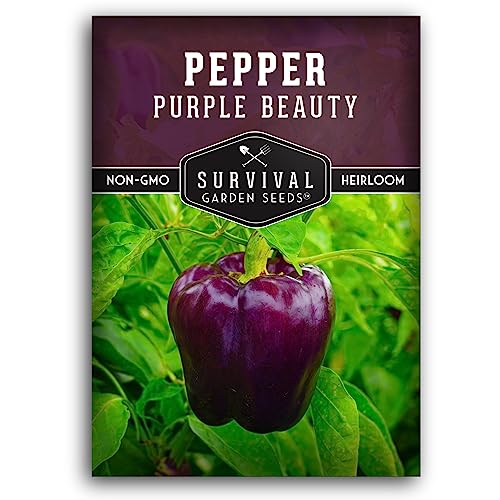 Purple Beauty Bell Pepper Seeds for Planting | Heirloom Sweet Purple Bell Peppers for Home Gardens &amp;ndash; Non-Gmo Open-Pollinated &amp;ndash; Survival Garden Seeds (1 Pack)