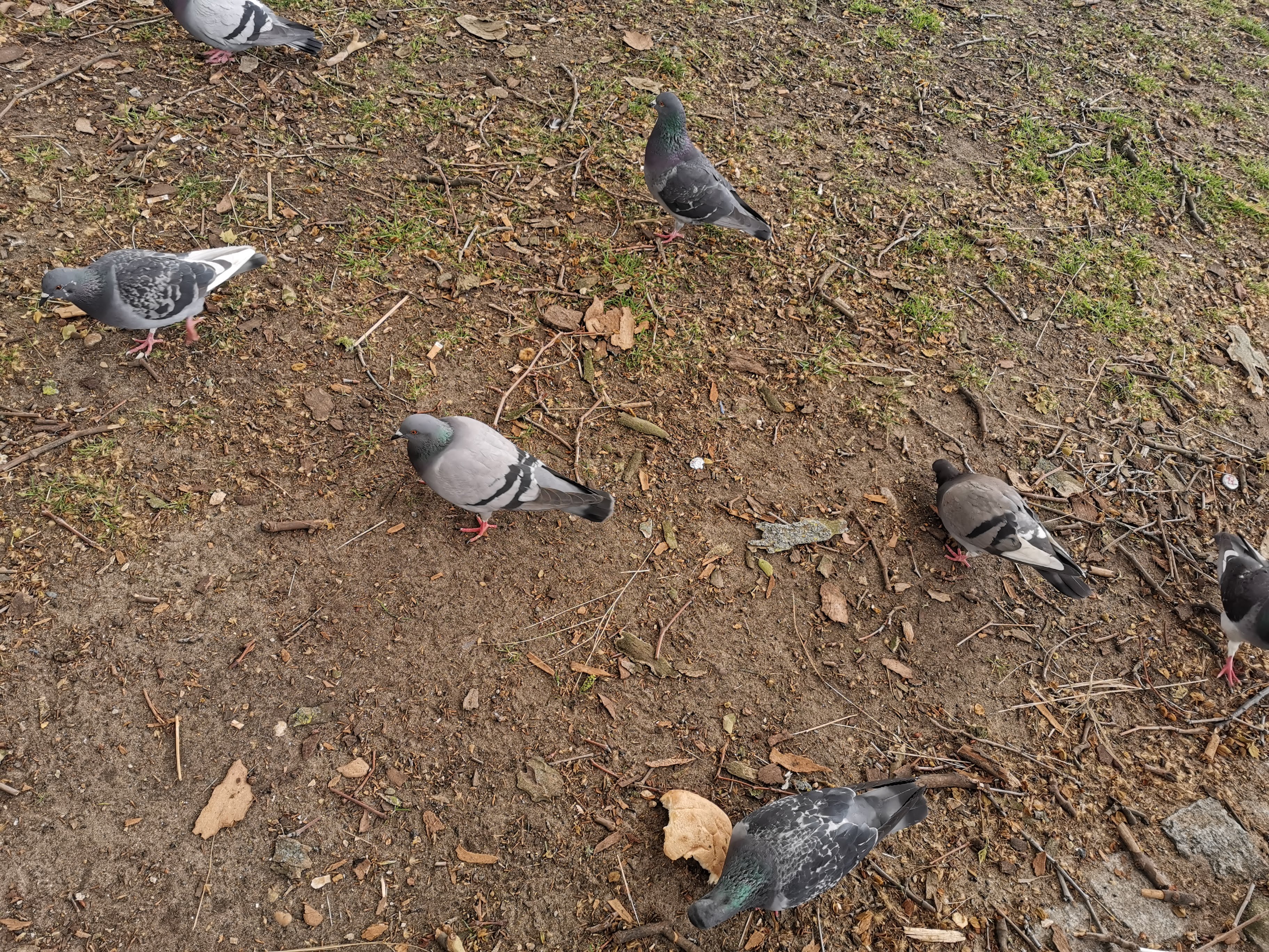 Pigeons, with HDR on.