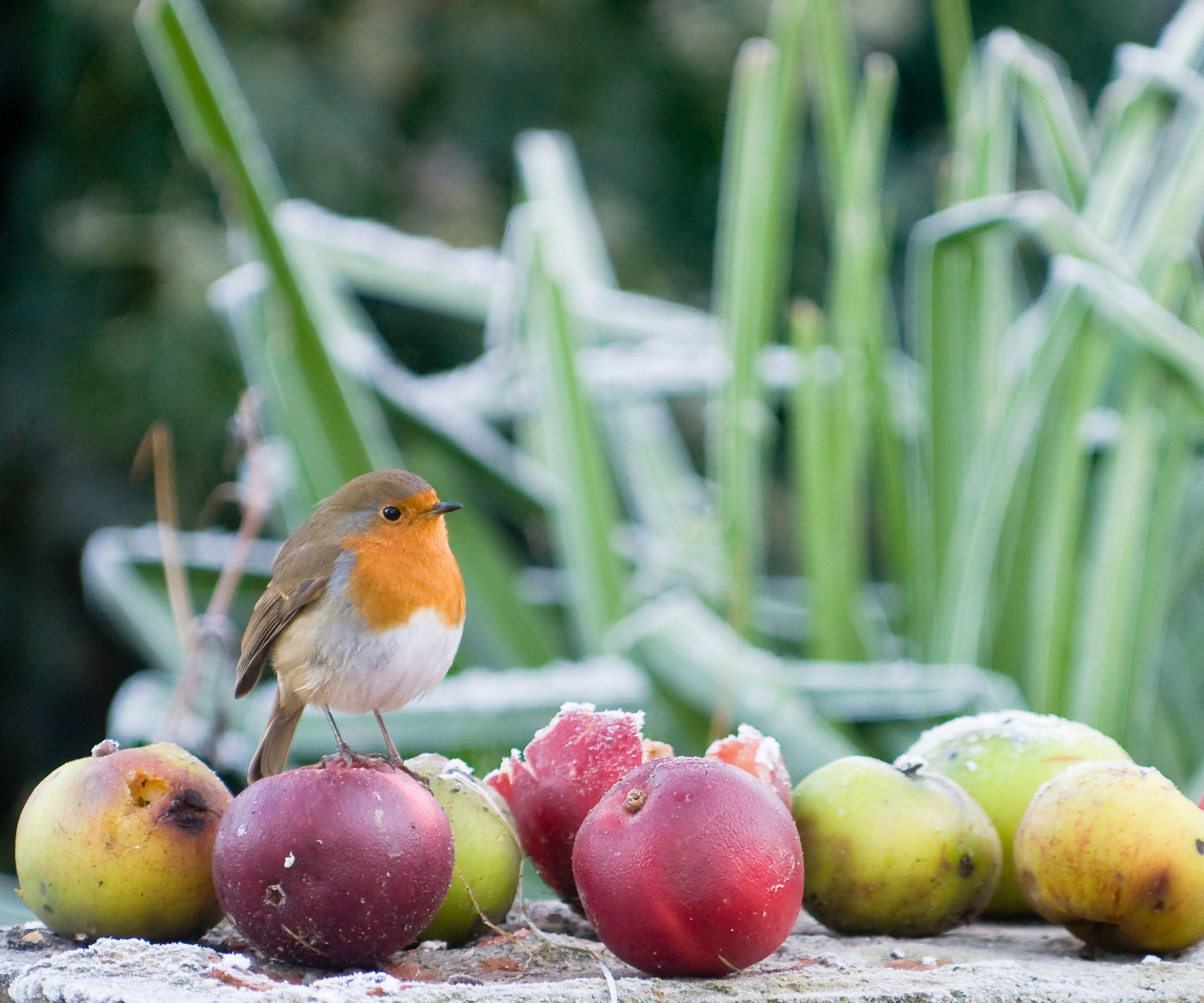 robin on fruit scraps and windfall fruits near tall leaves in frost