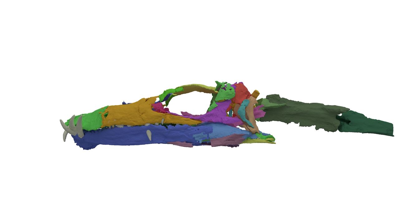 The digitally reassembled skull of Tanystropheus hydroides, as seen from the left side.