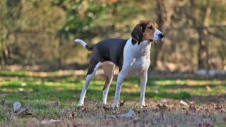 Treeing walker coonhound