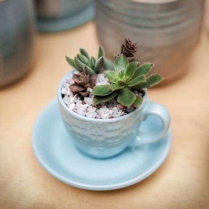 Mini Succulent Garden Growing In A Tiny Teacup
