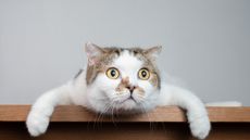 A wide eyed cat resting on a table with its arms hanging over the side.