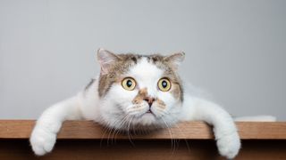 A wide eyed cat resting on a table with its arms hanging over the side.