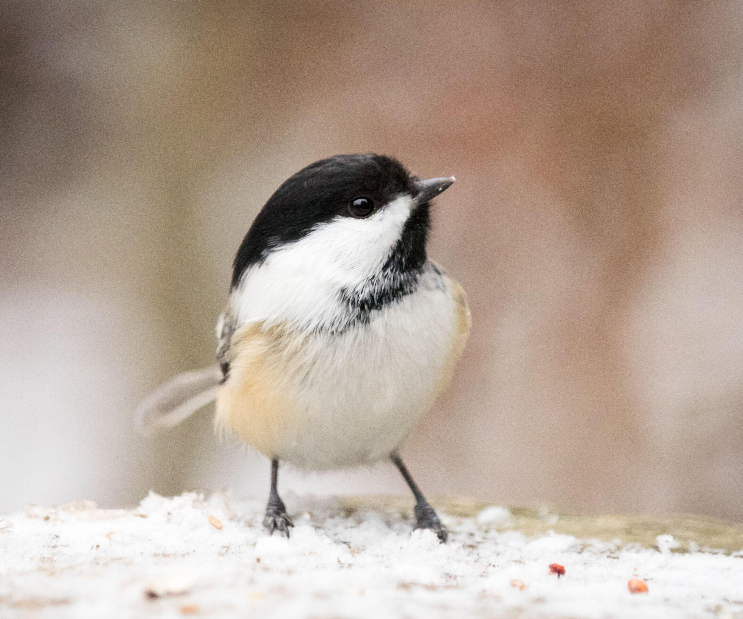 close up of a black capped chickadee