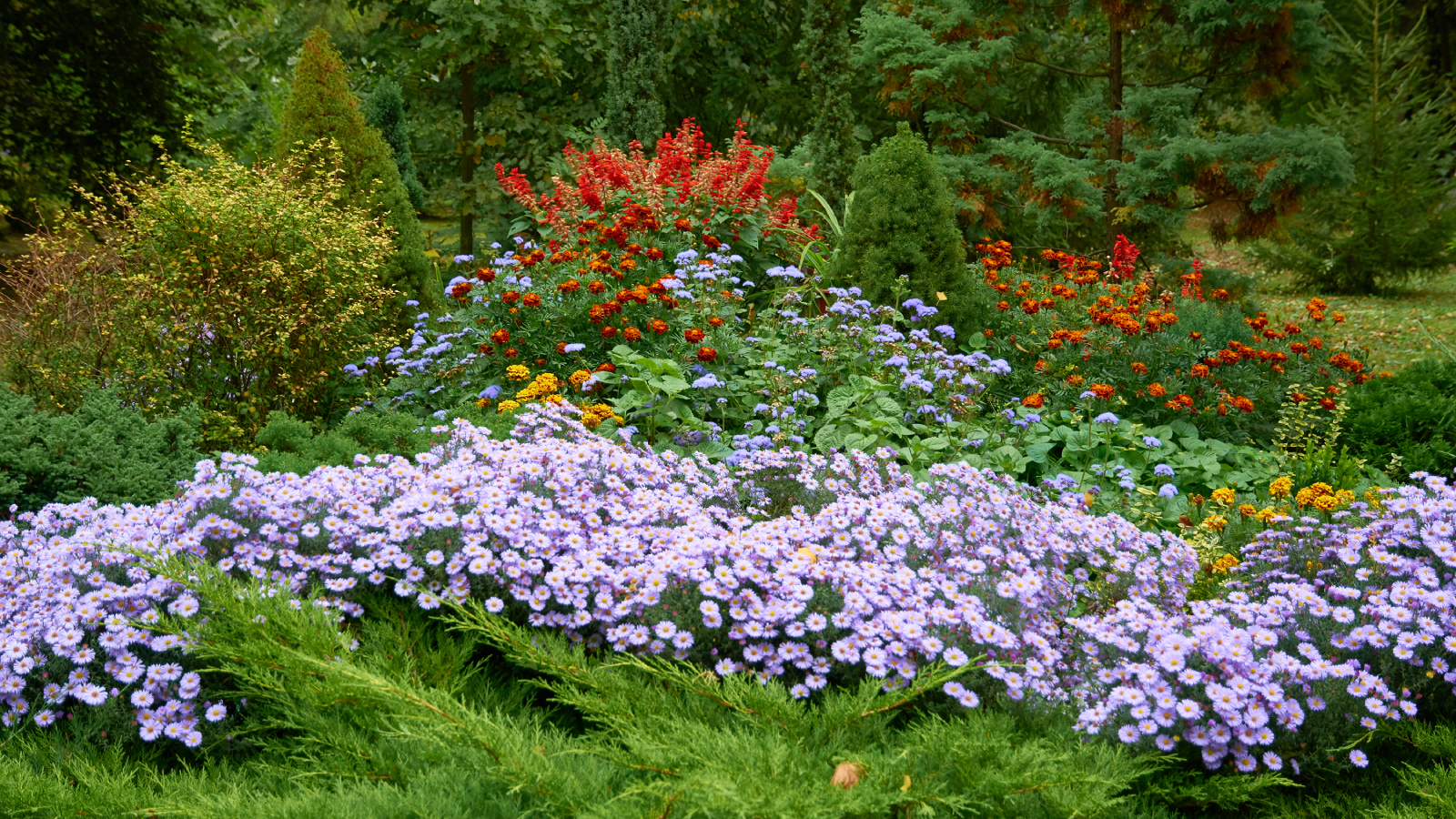 Fall perennial garden with asters