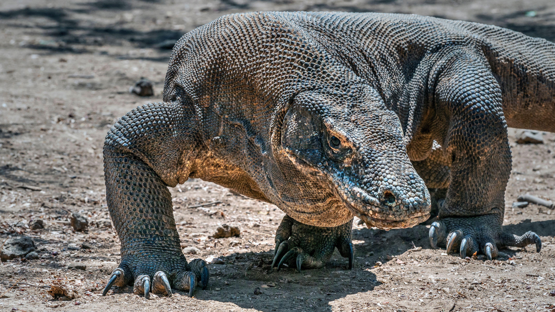 a komodo dragon looking super creepy