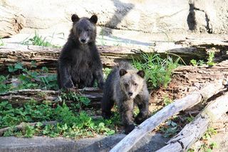 bear-cubs-110715-02