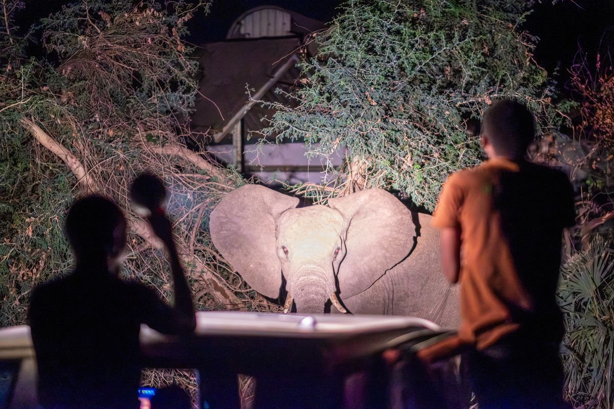 A winning image from the World Press Photo Awards