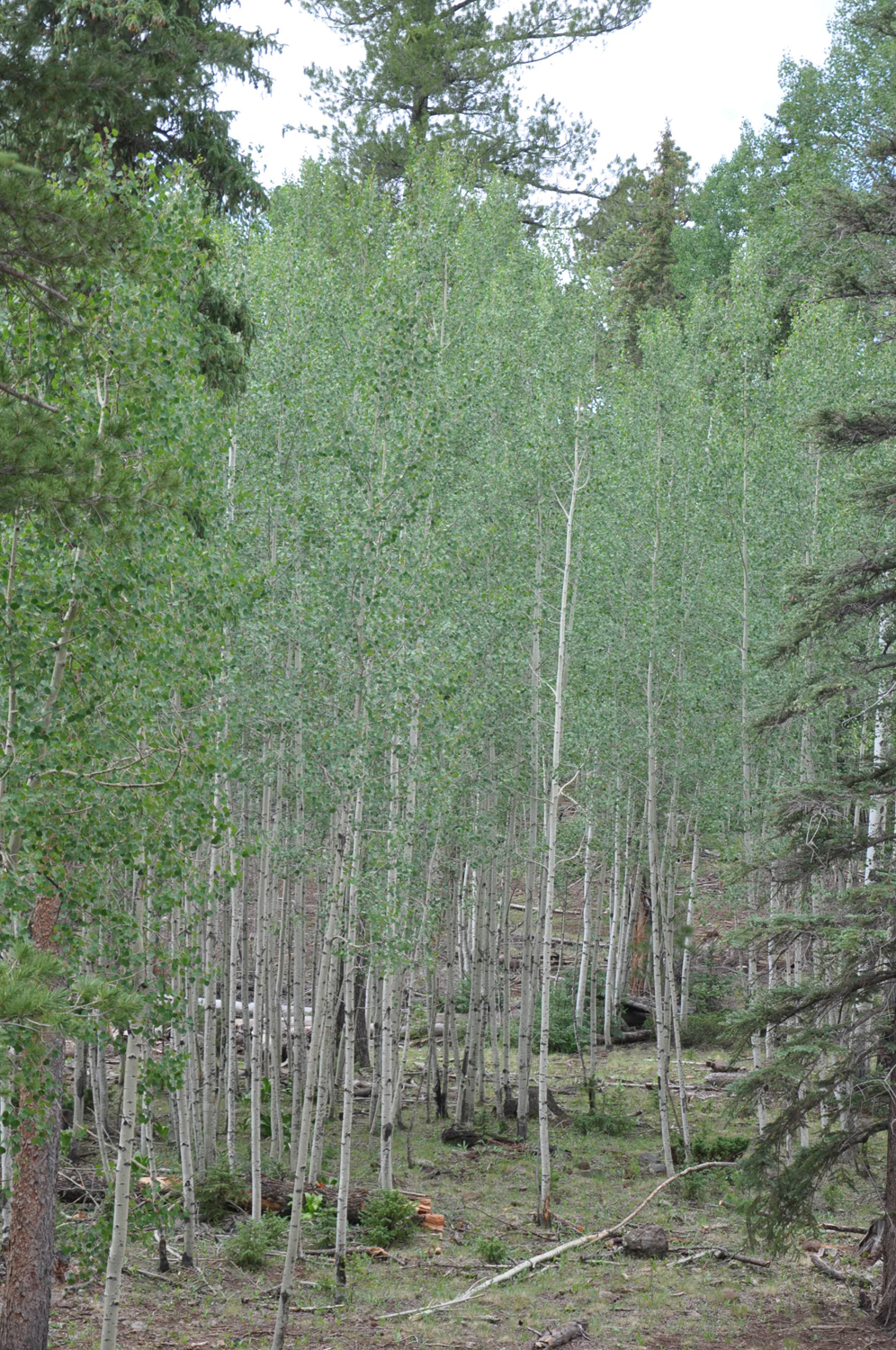 aspens, golden quaking aspen